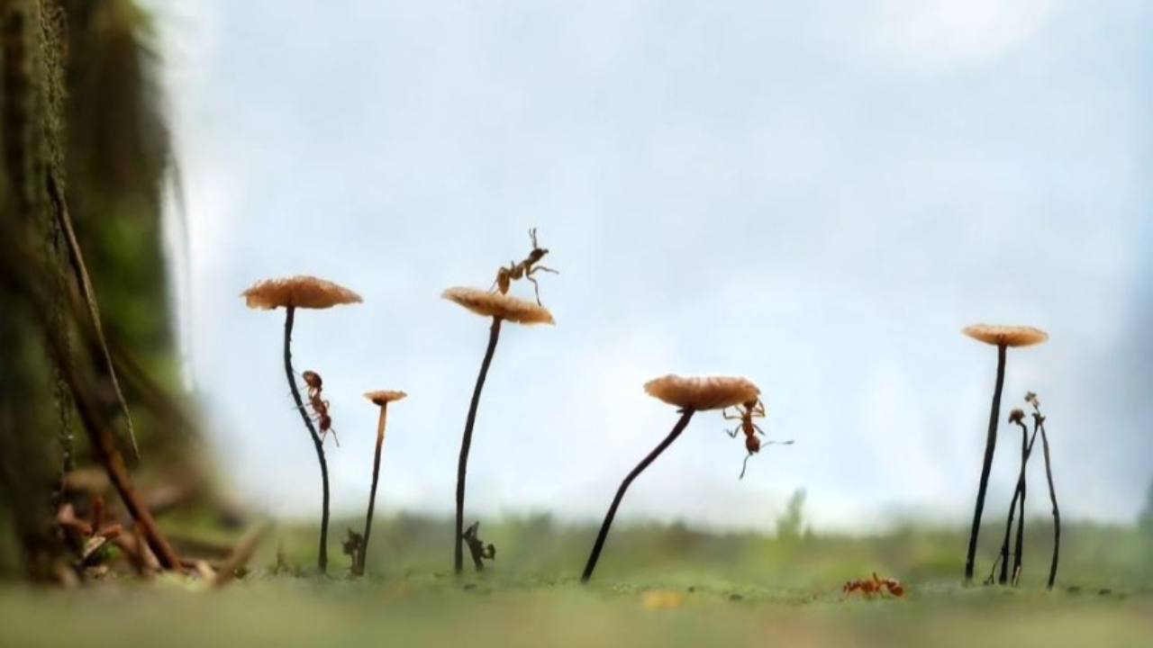 D'incroyables fourmis dans une exposition au Parc Phoenix &agrave; Nice