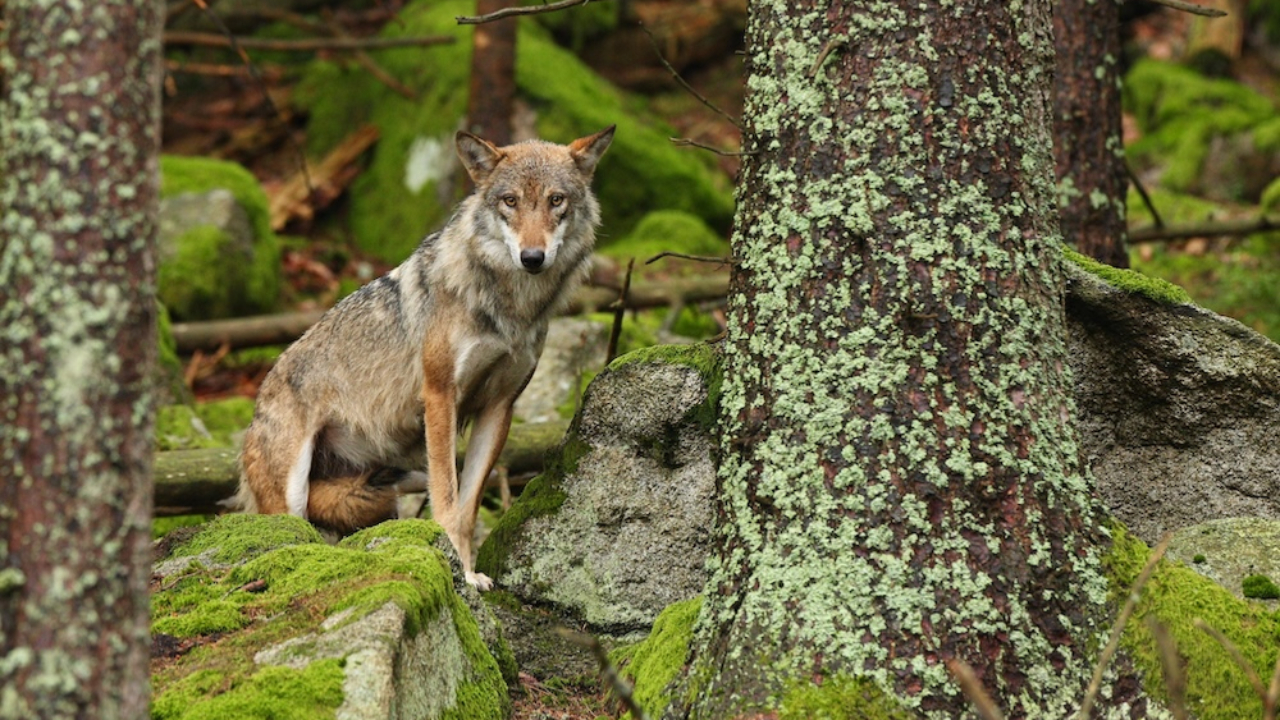 Deux louves piégées à La Trinité : une opération de sauvetage tourne au drame Deux louves piégées à La Trinité : une opération de sauvetage tourne au drame
