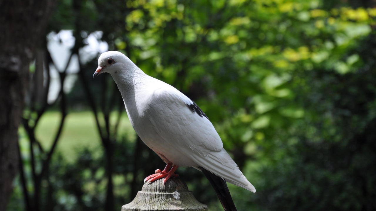La chasse &agrave; la tourterelle reste interdite