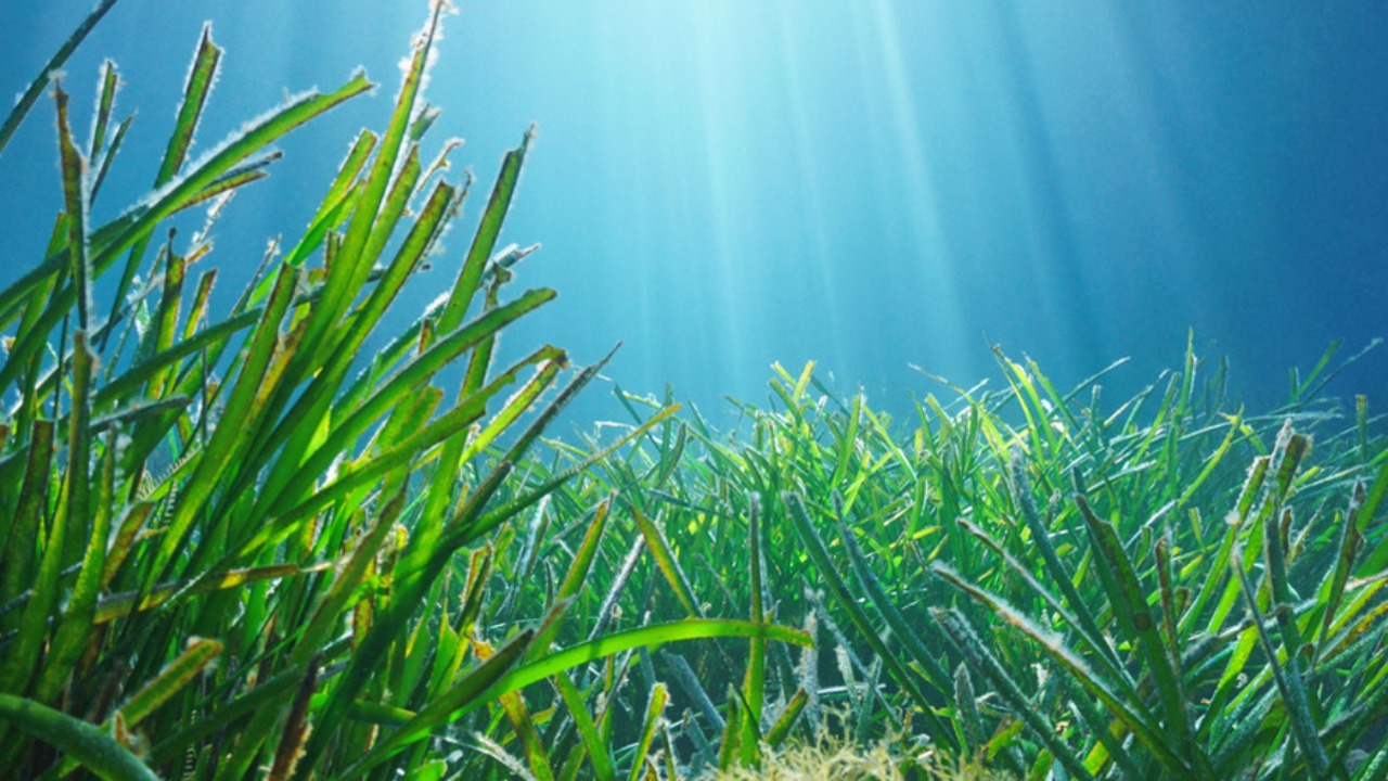 La région à la rescousse de la posidonie La région à la rescousse de la posidonie