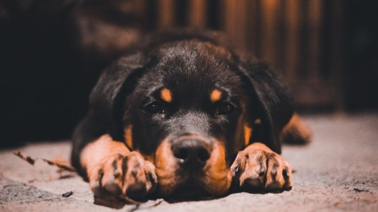 Le joggeur attaqué par deux rottweilers témoigne Le joggeur attaqué par deux rottweilers témoigne