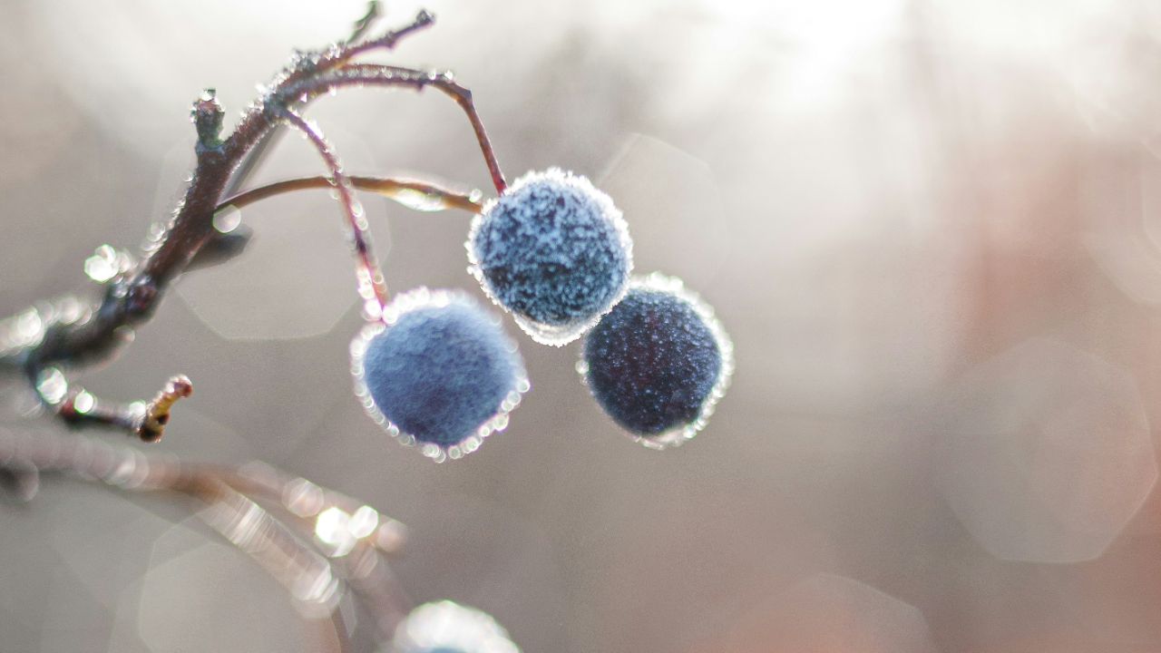 Les agriculteurs face au retour du gel