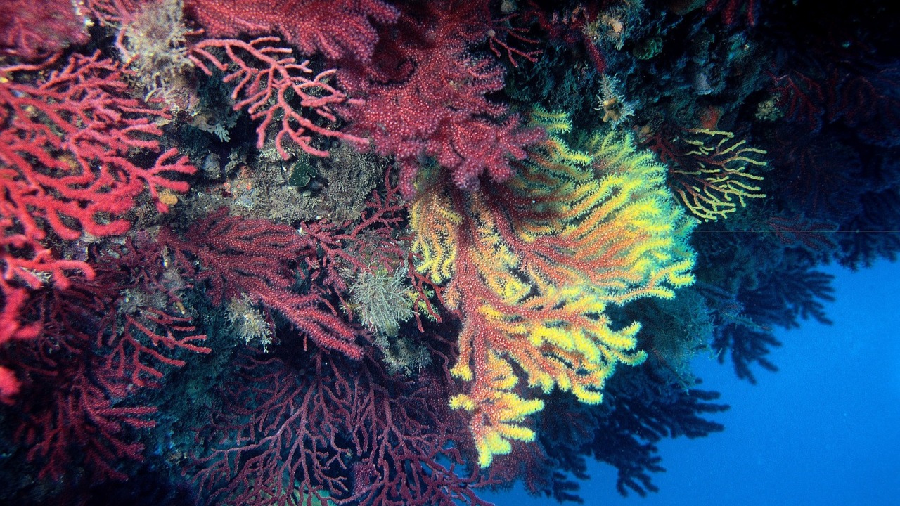Les gorgones méditerranéennes en danger Les gorgones méditerranéennes en danger