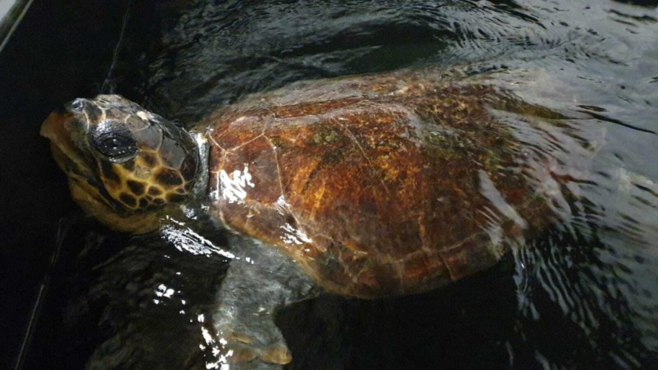 Naya la tortue, soignée et relâchée dans la Méditerranée Naya la tortue, soignée et relâchée dans la Méditerranée