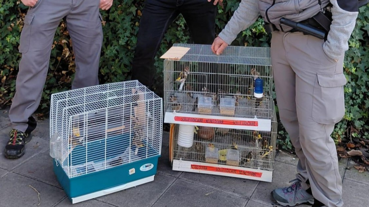 Nice : 45 chardonnerets saisis lors d’une opération judiciaire dans le quartier Saint-Roch Nice : 45 chardonnerets saisis lors d’une opération judiciaire dans le quartier Saint-Roch