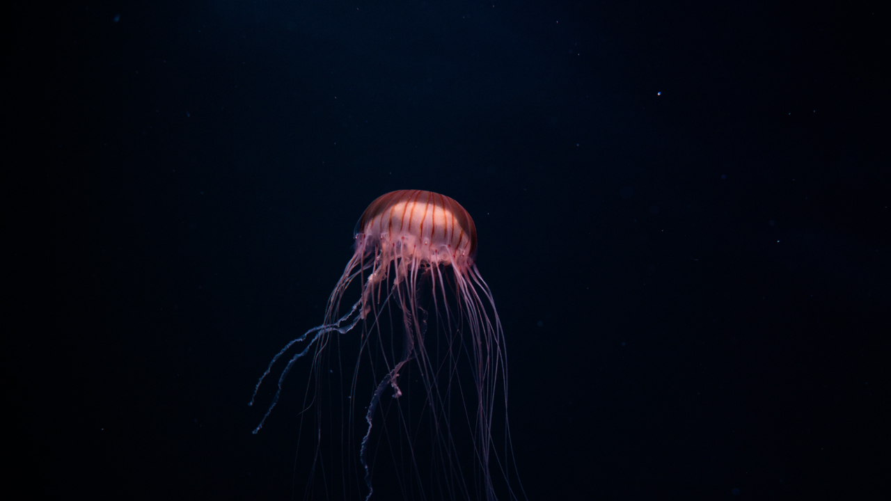Plus d’une quinzaine de piqûres de méduse à Nice depuis dimanche Plus d’une quinzaine de piqûres de méduse à Nice depuis dimanche