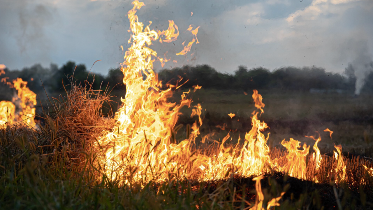 Près de Grasse, 300 m² ravagés par deux départs de feu : un suspect interpellé Près de Grasse, 300 m² ravagés par deux départs de feu : un suspect interpellé