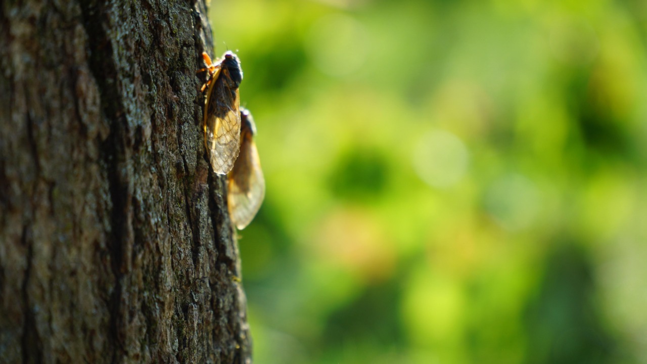 Une carte collaborative pour repérer les cigales à Nice Une carte collaborative pour repérer les cigales à Nice