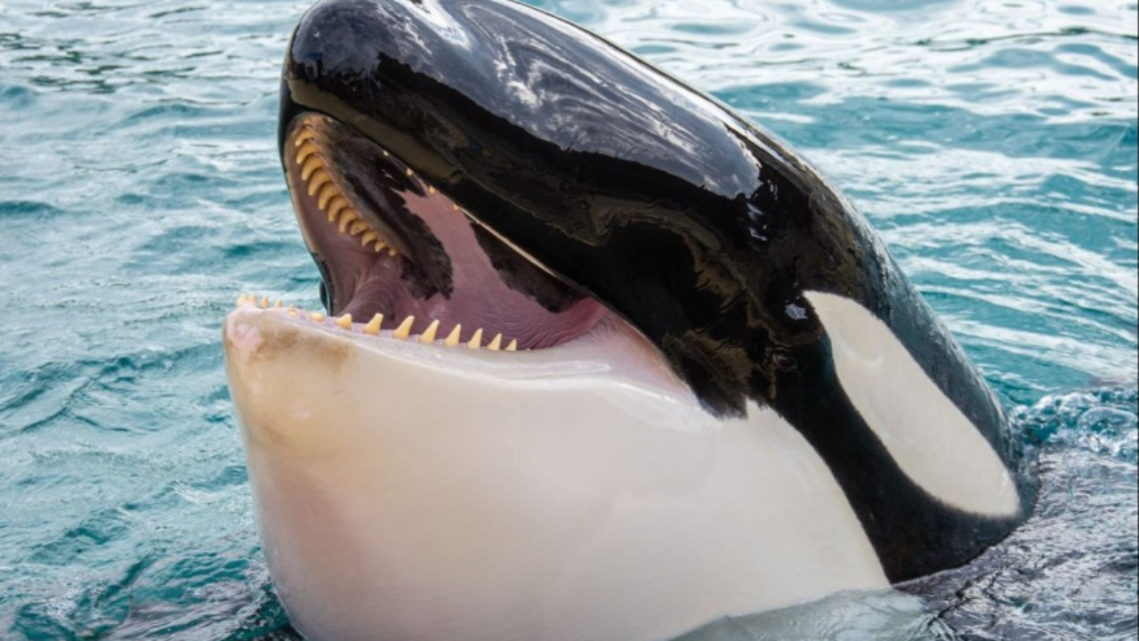 Une orque de Marineland Antibes décède brutalement Une orque de Marineland Antibes décède brutalement