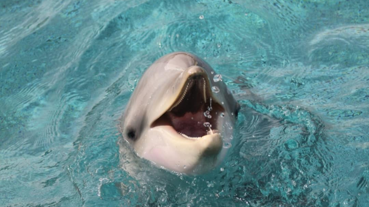 “Urgence vitale” : Marineland d’Antibes demande de l’aide à l’État pour sauver ses derniers animaux marins “Urgence vitale” : Marineland d’Antibes demande de l’aide à l’État pour sauver ses derniers animaux marins