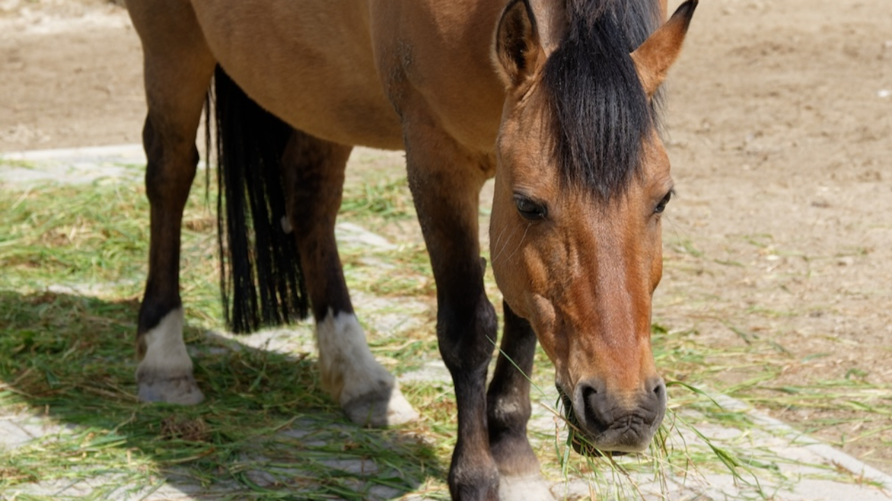 Vallée de la Roya : 17 000 euros récoltés pour sauver une pouliche, la cagnotte au cœur d’un conflit Vallée de la Roya : 17 000 euros récoltés pour sauver une pouliche, la cagnotte au cœur d’un conflit