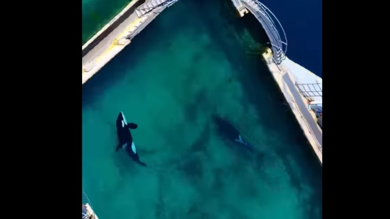 "Vous savez parfaitement qu'il n'existe aucune autre solution" : le gouvernement appelé à l'aide par Marineland au sujet de ses orques