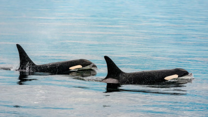 Avenir des c&eacute;tac&eacute;s de Marineland : l&rsquo;&Eacute;tat donne son feu vert &agrave; leur transfert