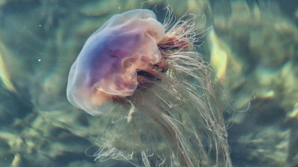 Côte d'Azur : les méduses violettes de retour, attention aux piqûres