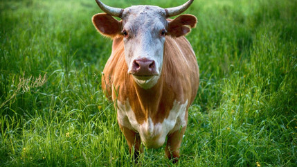 Dermatose nodulaire contagieuse : vigilance renforcée dans les Alpes-Maritimes