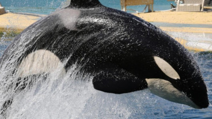 L'avenir des orques et des dauphins de Marineland d&eacute;cid&eacute; aujourd'hui &agrave; Paris