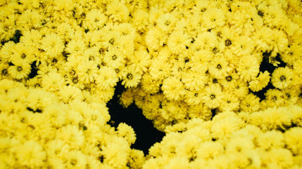 La r&eacute;colte du mimosa d&eacute;marre sous les meilleurs auspices sur la C&ocirc;te d'Azur