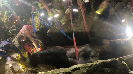 Le cheval de 800 kg rest&eacute; coinc&eacute; dans un vallon &agrave; La Boll&egrave;ne-V&eacute;subie est d&eacute;c&eacute;d&eacute;