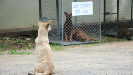 Le refuge ASA 06 lance un appel d’urgence pour nourrir des chiens et chats abandonnés