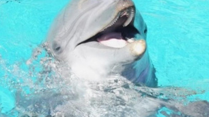 Les dauphins de Marineland transf&eacute;r&eacute;s &agrave; Beauval, les orques sous surveillance