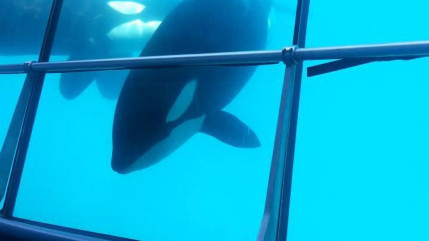 Les orques de Marineland d'Antibes bientôt transférées vers des parcs espagnols Les orques de Marineland d'Antibes bientôt transférées vers des parcs espagnols