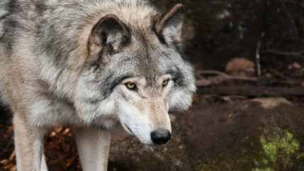 Loups : les éleveurs claquent la porte du comité à Nice