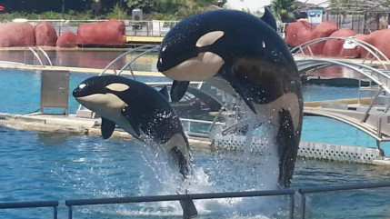 Marineland : l’avenir des orques et des dauphins toujours en suspens