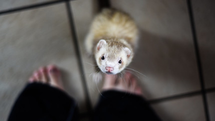 Les petits animaux pas à la fête !
