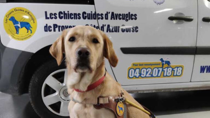 Les chiens guides d’aveugles suscitent des vocations Les chiens guides d’aveugles suscitent des vocations
