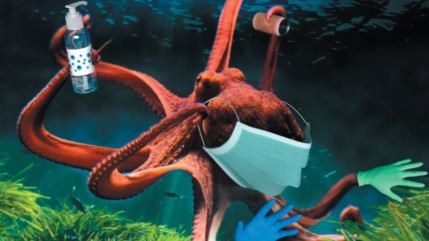 Pollution en Méditerranée : "Aimez-vous le poulpe masqué ?"