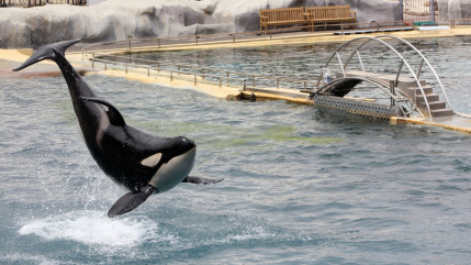 Marineland au cœur d'une nouvelle polémique