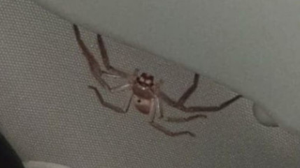 En conduisant, cet homme voit une araignée de 20 cm dans sa voiture ! (photo) En conduisant, cet homme voit une araignée de 20 cm dans sa voiture ! (photo)