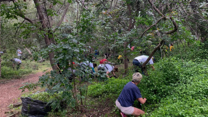Une mauvaise herbe fait des siennes au Mont Boron