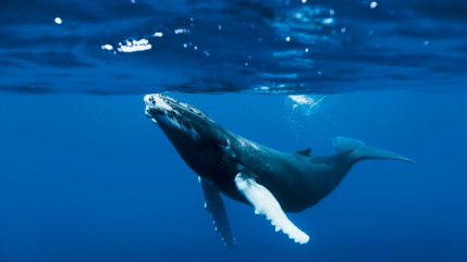 Un homme survit après avoir été avalé par une baleine ! Un homme survit après avoir été avalé par une baleine !