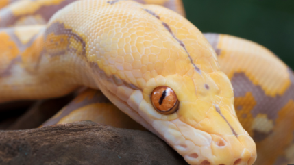 Un homme se fait mordre par un serpent caché... dans sa cuvette ! Un homme se fait mordre par un serpent caché... dans sa cuvette !
