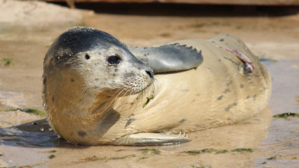 Un bébé phoque vient de naître à Marineland Un bébé phoque vient de naître à Marineland