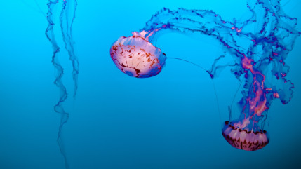 Gare aux méduses à Nice ! Gare aux méduses à Nice !