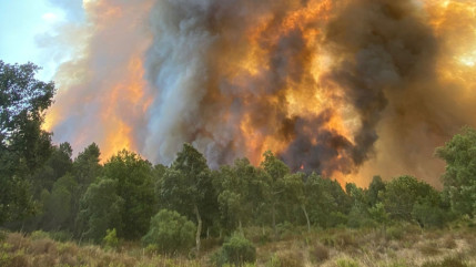 Un député azuréen  inquiet pour les animaux après l’incendie dans le Var