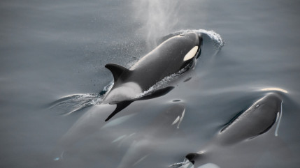 One Voice dépose plainte contre le Marineland d'Antibes