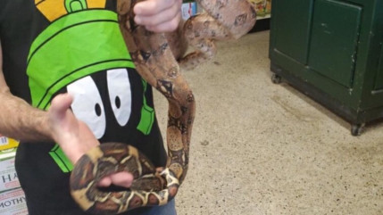 Insolite - Un python mesurant 1m50 caché dans un canapé neuf ! (photos)