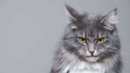 Grâce à ce questionnaire, découvrez si votre chat est un psychopathe !