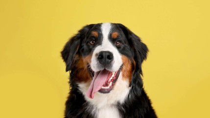 Ces aliments toxiques et dangereux pour votre chien !