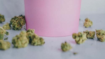 La vente de fleurs de CBD bientôt  à nouveau autorisée à Nice ?