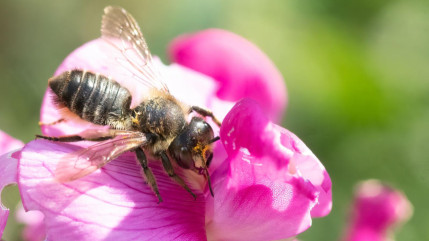 Abeilles &agrave; Nice : une sortie gratuite jusqu'au 28 octobre