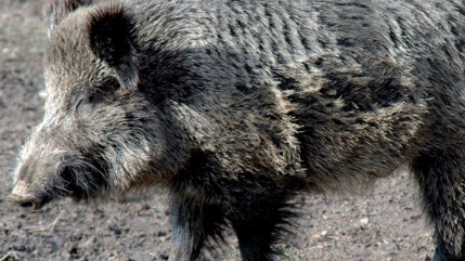 Antibes : le cadavre d'un sanglier retrouvé sur la plage Antibes : le cadavre d'un sanglier retrouvé sur la plage