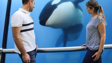 Antibes : le gouvernement surveille l'état de santé des orques au parc Marineland Antibes : le gouvernement surveille l'état de santé des orques au parc Marineland
