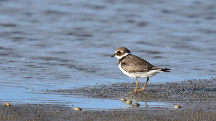 Attention aux œufs sur les plages azuréennes