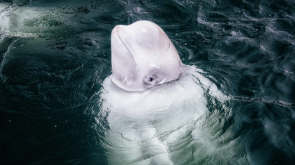 Béluga sorti de la Seine : les équipes du Marineland à ses côtés Béluga sorti de la Seine : les équipes du Marineland à ses côtés