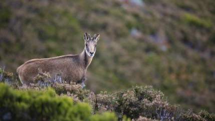 Braconnage à Venanson : trois hommes  jugés à Nice pour chasse illégale