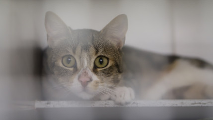 &ldquo;C&rsquo;est ma famille&rdquo; : condamn&eacute;e, elle vivait avec une cinquantaine de chats, et 28 autres morts dans son cong&eacute;lateur